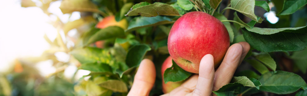 Is organic real organic?